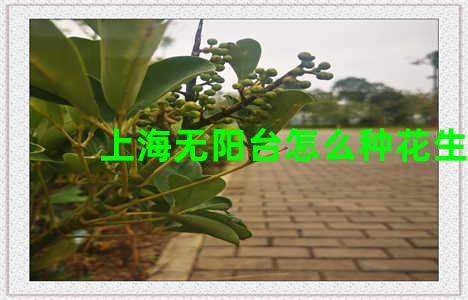 上海无阳台怎么种花生