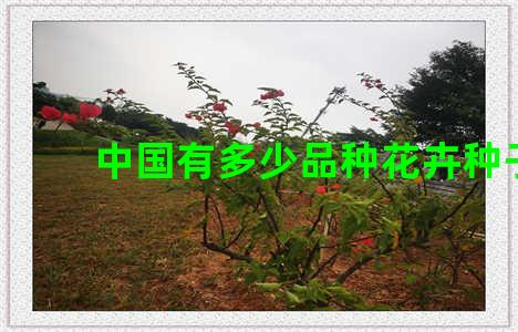中国有多少品种花卉种子
