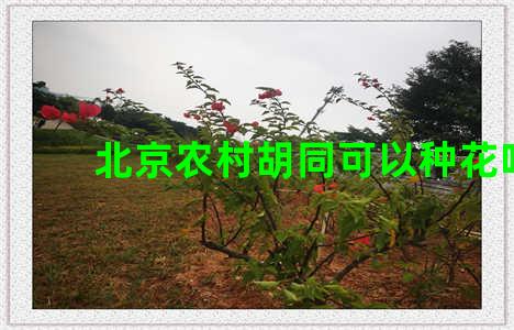 北京农村胡同可以种花吗
