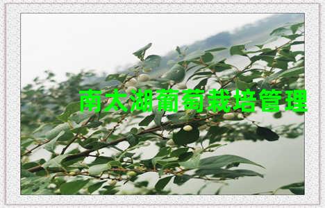 南太湖葡萄栽培管理
