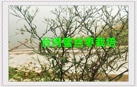 台湾蜜丝枣栽培