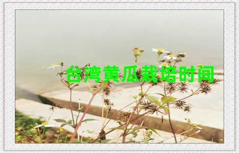 台湾黄瓜栽培时间