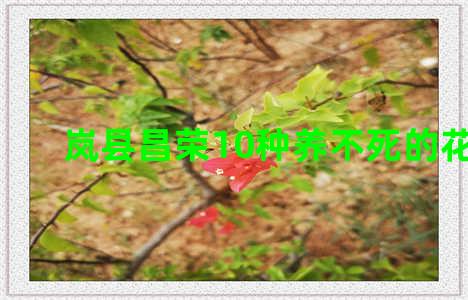 岚县昌荣10种养不死的花盆景
