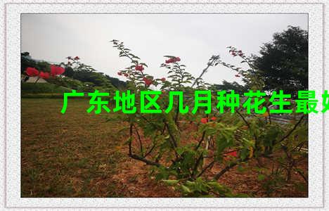广东地区几月种花生最好