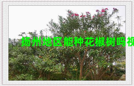 扬州地区能种花椒树吗视频