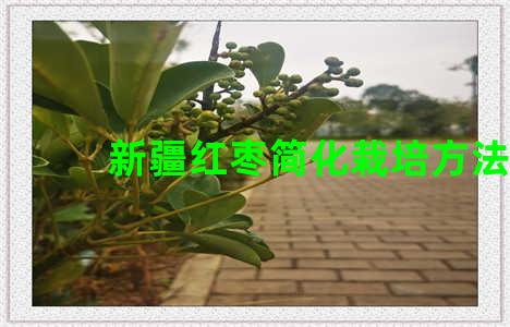 新疆红枣简化栽培方法