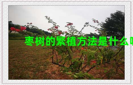 枣树的繁植方法是什么呢