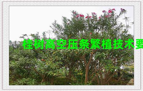 桂树高空压条繁植技术要求