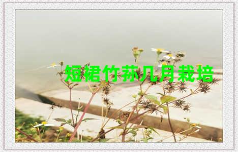 短裙竹荪几月栽培
