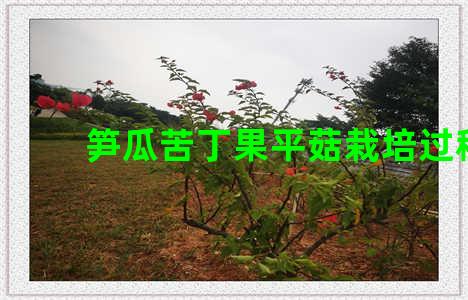 笋瓜苦丁果平菇栽培过程