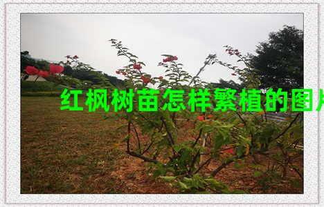 红枫树苗怎样繁植的图片