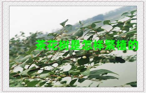 茶花树是怎样繁植的